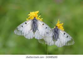 Attēlu rezultāti vaicājumam “Parnassius mnemosyne upperside”