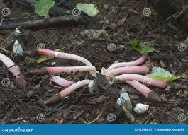 Attēlu rezultāti vaicājumam “Mutinus ravenelii”