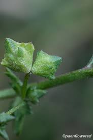 Attēlu rezultāti vaicājumam “Atriplex patula leaf”