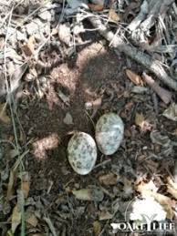 Attēlu rezultāti vaicājumam “Caprimulgus europaeus egg”