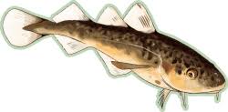 Image result for Microgadus tomcod