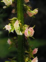 Attēlu rezultāti vaicājumam “Pterocarya fraxinifolia male flower”