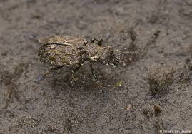 Attēlu rezultāti vaicājumam “Elaphrus cupreus”