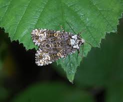 Attēlu rezultāti vaicājumam “Craniophora ligustri”