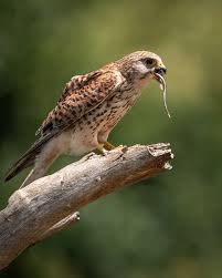 Attēlu rezultāti vaicājumam “Falco tinnunculus adult”