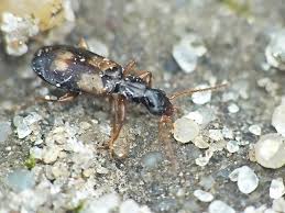 Attēlu rezultāti vaicājumam “Calodromius spilotus”