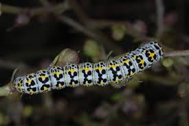 Attēlu rezultāti vaicājumam “Cucullia lucifuga larva”