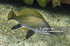 Image result for Sciaena umbra