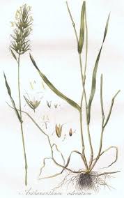 Attēlu rezultāti vaicājumam “Anthoxanthum odoratum fruit”