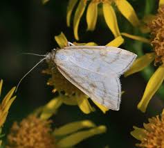 Attēlu rezultāti vaicājumam “Udea lutealis”