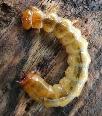 Attēlu rezultāti vaicājumam “Pyrochroidae larva”