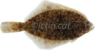 Image result for Platichthys flesus