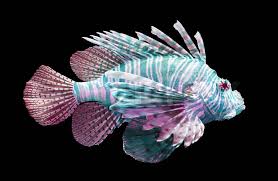 Image result for Pterois volitans
