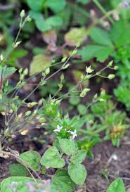 Attēlu rezultāti vaicājumam “Anthyllis arenaria”