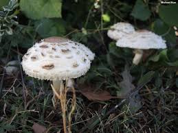 Attēlu rezultāti vaicājumam “Macrolepiota rhacodes”