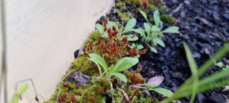 Attēlu rezultāti vaicājumam “Pohlia nutans”