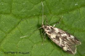 Attēlu rezultāti vaicājumam “Denisia similella”