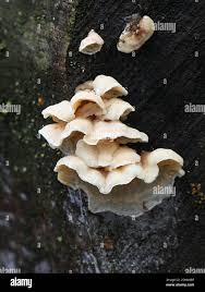 Attēlu rezultāti vaicājumam “Skeletocutis amorpha”