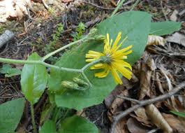 Attēlu rezultāti vaicājumam “Hieracium murorum”