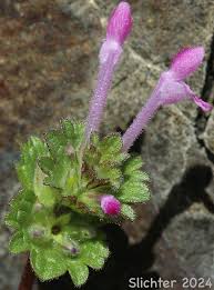 Attēlu rezultāti vaicājumam “Lamium amplexicaule”