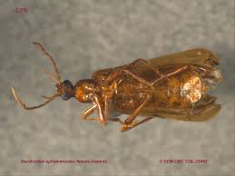 Attēlu rezultāti vaicājumam “Pyrochroidae imago”