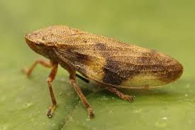 Attēlu rezultāti vaicājumam “Aphrophora alni”