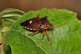 Attēlu rezultāti vaicājumam “Pinthaeus sanguinipes”