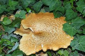 Attēlu rezultāti vaicājumam “Polyporus tuberaster”