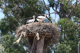Attēlu rezultāti vaicājumam “Ciconia ciconia nest”