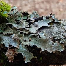 Attēlu rezultāti vaicājumam “Parmelia sulcata”