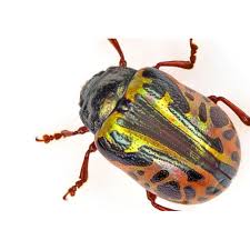 Attēlu rezultāti vaicājumam “Chrysomelidae”