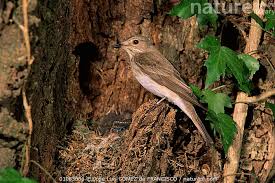 Attēlu rezultāti vaicājumam “Muscicapa striata nest”