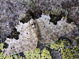 Attēlu rezultāti vaicājumam “Xanthorhoe fluctuata”