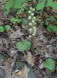 Attēlu rezultāti vaicājumam “Pyrola rotundifolia fruit”