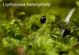 Attēlu rezultāti vaicājumam “Ptilidium pulcherrimum sporophyte”