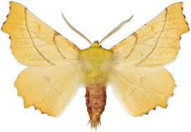 Attēlu rezultāti vaicājumam “Ennomos alniaria”