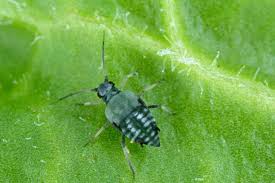 Attēlu rezultāti vaicājumam “Aphis fabae”