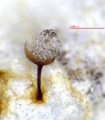 Attēlu rezultāti vaicājumam “Physarum murinum macro”