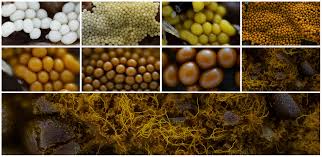 Attēlu rezultāti vaicājumam “Oligonema favogineum spores”