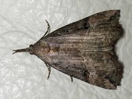 Attēlu rezultāti vaicājumam “Hypena rostralis”