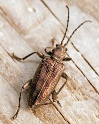 Attēlu rezultāti vaicājumam “Donacia”