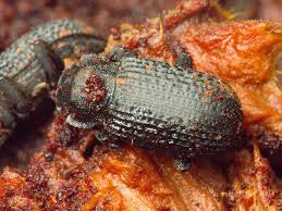 Attēlu rezultāti vaicājumam “Bolitophagus reticulatus”