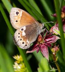 Attēlu rezultāti vaicājumam “Coenonympha tullia underside”