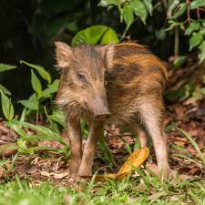 Attēlu rezultāti vaicājumam “Sus scrofa”