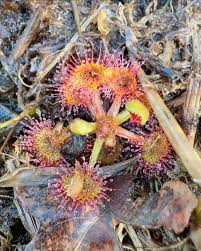 Attēlu rezultāti vaicājumam “Drosera rotundifolia flower”