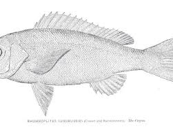 Image result for Rhomboplites aurorubens