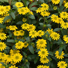 Image result for Sanvitalia procumbens