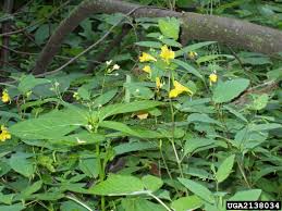 Attēlu rezultāti vaicājumam “Impatiens parviflora”