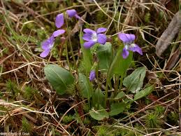 Attēlu rezultāti vaicājumam “Viola uliginosa leaf”