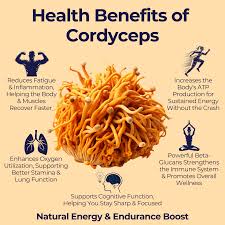 Attēlu rezultāti vaicājumam “Cordyceps militaris”